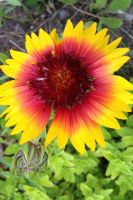 Gaillardia aristata - Blanketflower